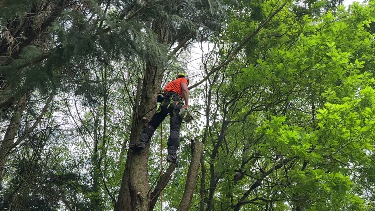  Crescent City, FL Tree Care Services Pros